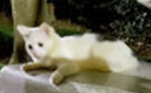 (合集)小貓的作文