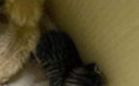 �ɐ۵�С؈����