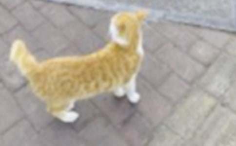 �ɐ۵�С؈���Ľ���[15ƪ]