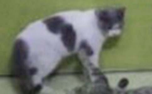 可愛(ài)的咪咪-描寫小貓的作文