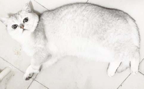 小貓的故事教學(xué)反思