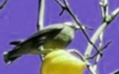 美麗的小鳥作文