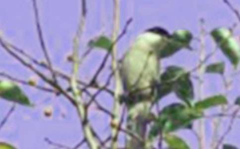 《放小鳥》的評課稿【精華】