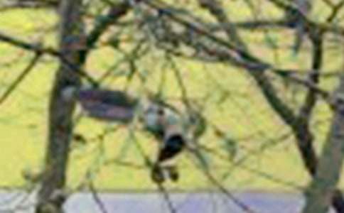 【熱門】如果我是一只小鳥作文