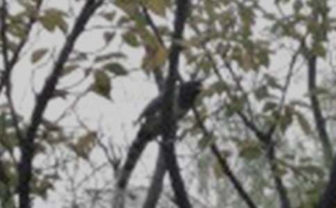 放飛小鳥作文13篇【推薦】