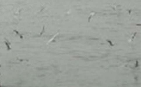 ����С�B����