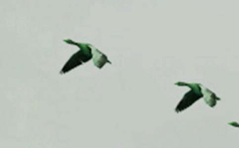 【精華】小鳥作文四篇