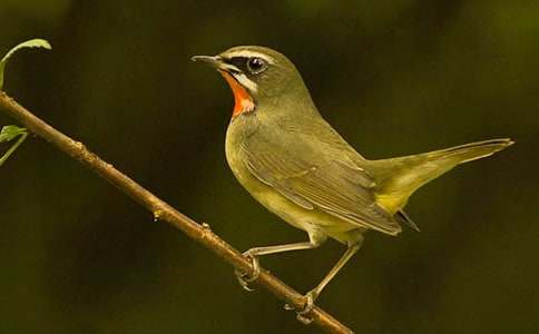 我是一只小鳥作文