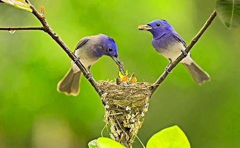 ��һֻС�B(ni��o)���x���13ƪ