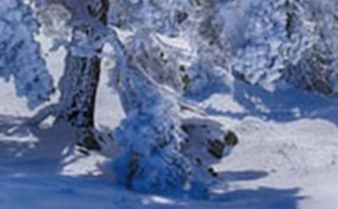 Сѩ��(ji��)���İ����x15ƪ