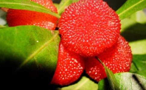 ժ��÷���ľ��x��15ƪ��