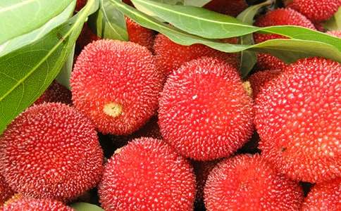 我愛家鄉(xiāng)的楊梅作文