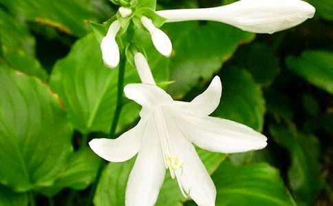 李香蘭歌曲夜來香簡(jiǎn)譜