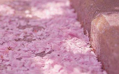 櫻花的作文【精華15篇】