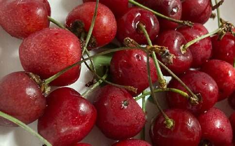 櫻桃樹作文【優(yōu)秀15篇】