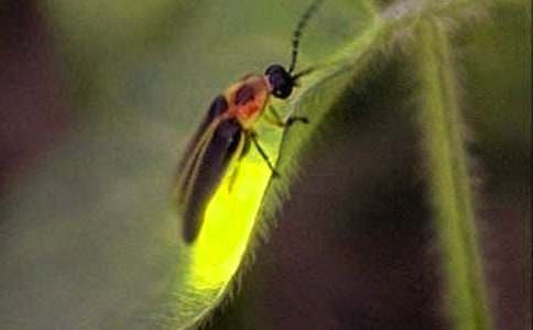 月亮與螢火蟲作文