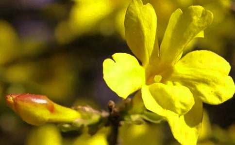 ��Bӭ��������