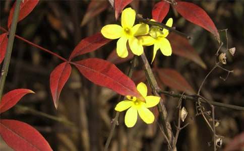 美麗的迎春花作文