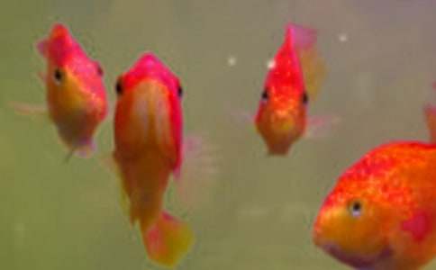 魚苗購銷合同15篇