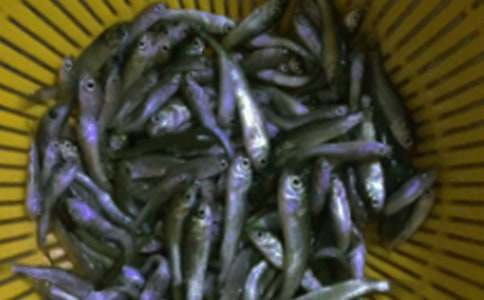 魚苗購銷合同范本