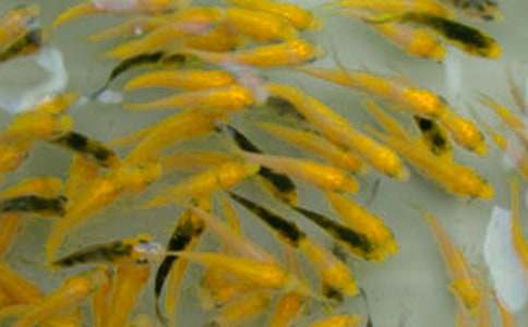 魚苗購(gòu)銷合同書