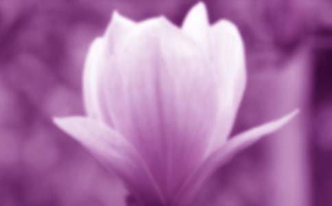 我喜歡玉蘭花作文