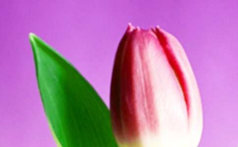 郁金香花海作文