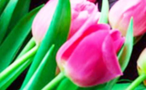 關(guān)于郁金香城之渥太華旅游攻略