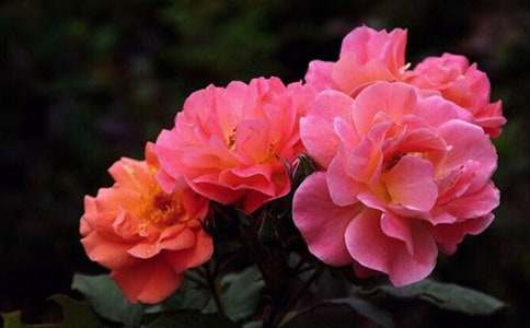 關(guān)于月季的作文