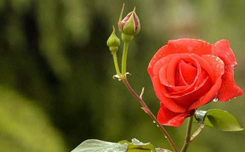 �¼����Bֳ����