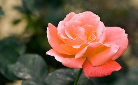 關(guān)于月季花的作文