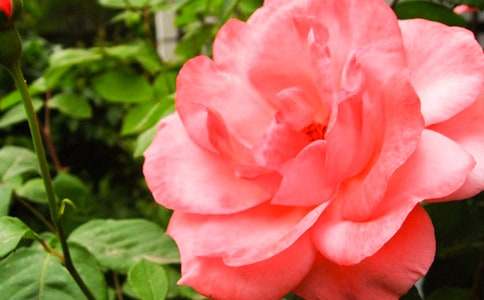 美麗的月季花作文