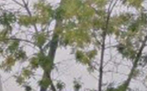 �P(gu��n)���������簲�İ������x55�䣩