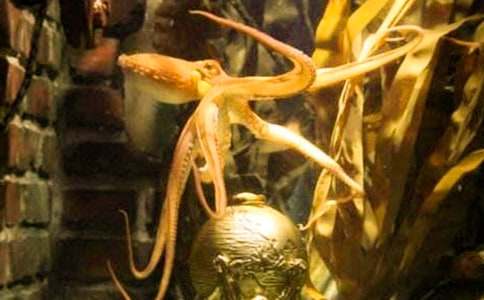 ���С���~�������̳�