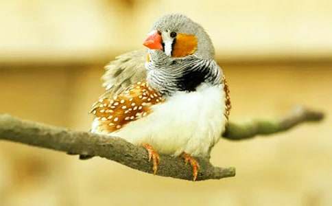 《珍珠鳥》評課稿10篇(精華)