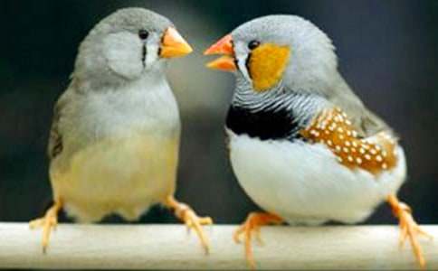 讀《珍珠鳥》有感【推薦】