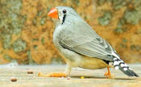 �������B���u�n�壨��(y��u)�㣩