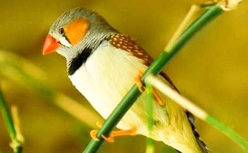 讀《珍珠鳥》有感 (集合15篇)