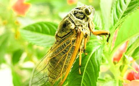 捉知了作文(15篇)