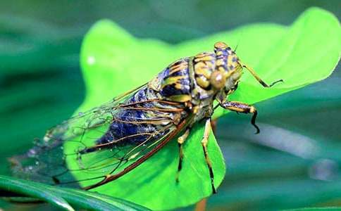 捉知了作文(合集)