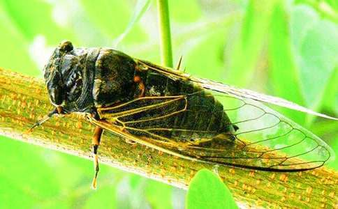 �P(gu��n)��֪�˵�����