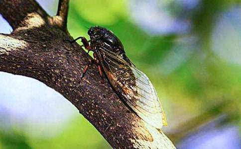 抓知了作文必備【7篇】