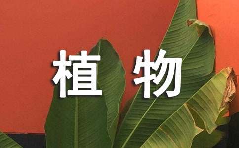 有關(guān)我的喜歡的植物作文合集10篇