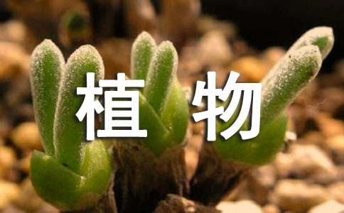 家居風(fēng)水植物擺放禁忌