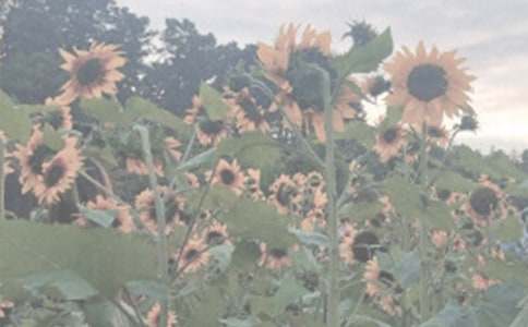 上海植物園一日游作文