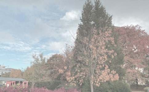 游植物園作文(15篇)