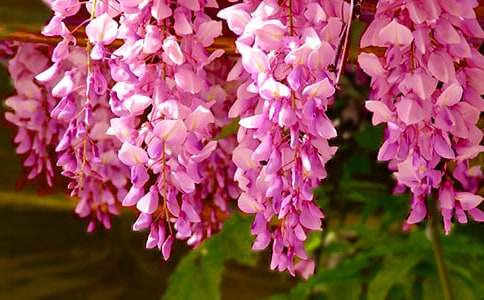 �茑���ٻ���Ψ���İ�