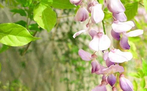 �������ٻ�����