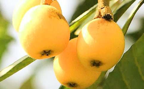 精選枇杷樹作文匯總八篇