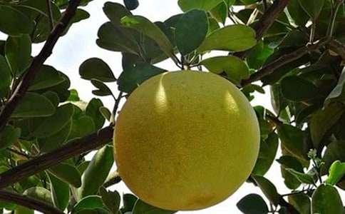 ���ӵĠI�B(y��ng)�rֵ-��Ч���ü�ʳ�ý���-���ӵ�����